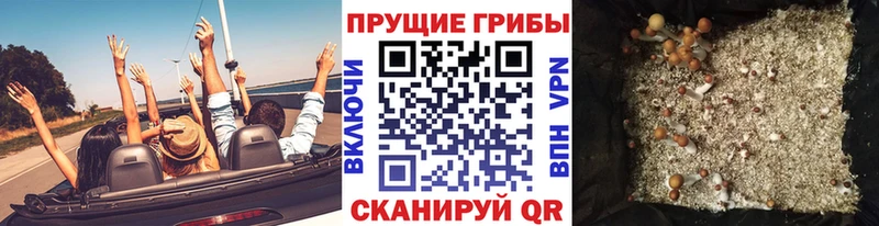 купить наркоту  Тобольск  Псилоцибиновые грибы Psilocybine cubensis 